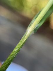 Melica smithii