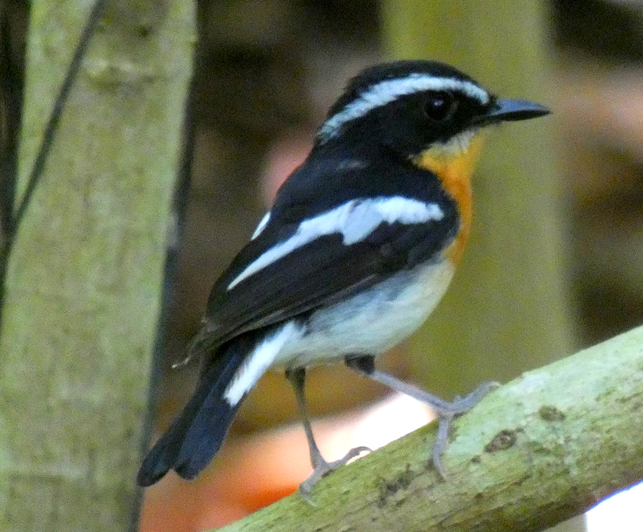 Rufous-chested Flycatcher (Ficedula dumetoria), photo 10