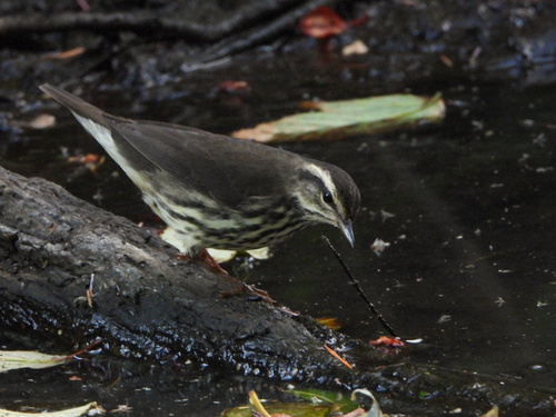 Reinita charquera norteña (Parkesia noveboracensis)