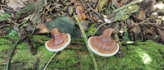 Ganoderma lucidum