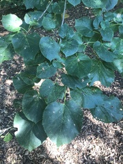 Tilia americana heterophylla