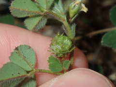 Medicago truncatula