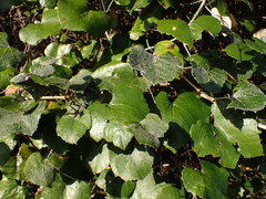 Vitis shuttleworthii