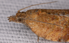 Argyrotaenia franciscana