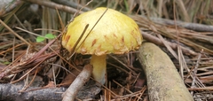 Suillus americanus
