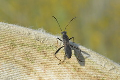 Alydus