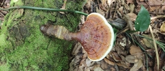 Ganoderma lucidum