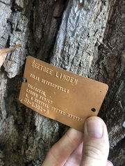 Tilia americana heterophylla