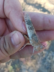 Trimerotropis latifasciata