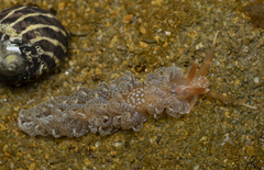 Spurilla braziliana