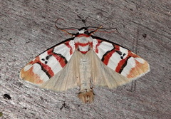 Cyana cruentata