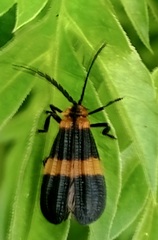 Calopteron
