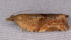 Argyrotaenia franciscana