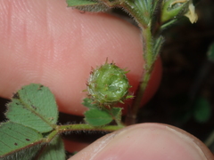 Medicago truncatula