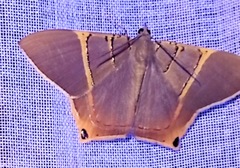 Phrygionis polita
