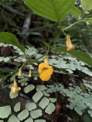 Achimenes flava