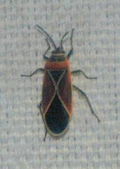 Neacoryphus bicrucis