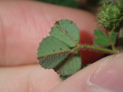 Medicago truncatula