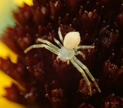 Thomisidae