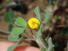 Medicago truncatula