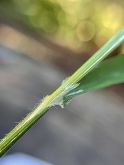 Melica smithii