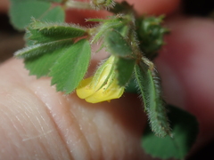 Medicago truncatula
