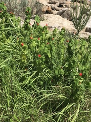 Malvaviscus arboreus