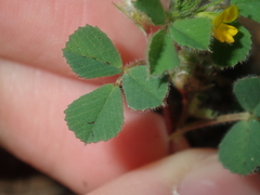 Medicago truncatula