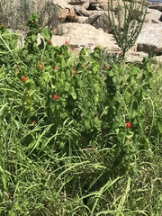 Malvaviscus arboreus