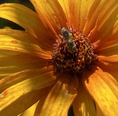 Augochlorella aurata