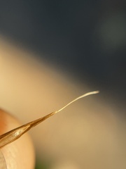 Melica smithii
