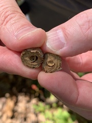 Disholcaspis quercusglobulus