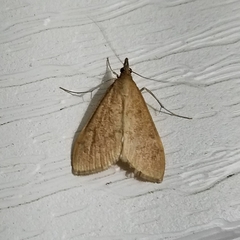 Saucrobotys futilalis