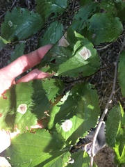 Cameraria hamameliella