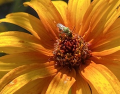 Augochlorella aurata