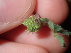 Medicago truncatula