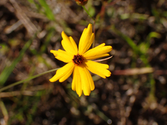 Coreopsis