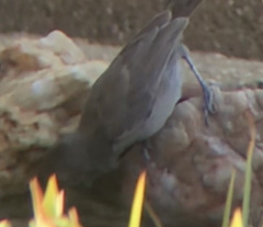 Baeolophus inornatus