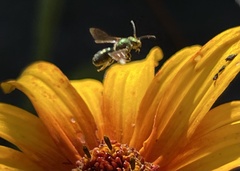 Augochlorella aurata