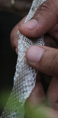 Coluber constrictor