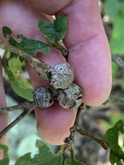 Disholcaspis quercusglobulus