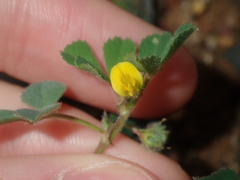 Medicago truncatula