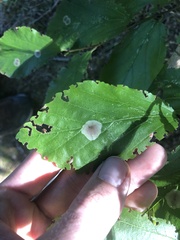 Cameraria hamameliella