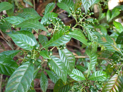 Psychotria nervosa