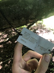 Cameraria hamameliella