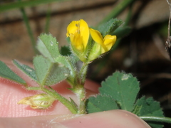 Medicago truncatula