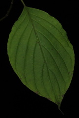 Cornus alternifolia