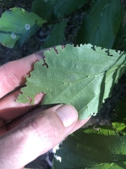 Cameraria hamameliella