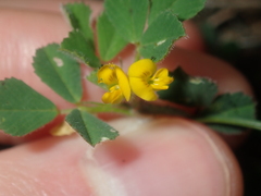 Medicago truncatula