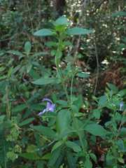 Trichostema dichotomum